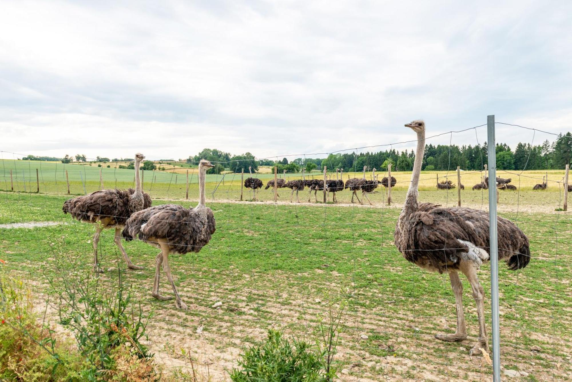 Beutenmuehle Straussenfarm Dach Owingen Dış mekan fotoğraf