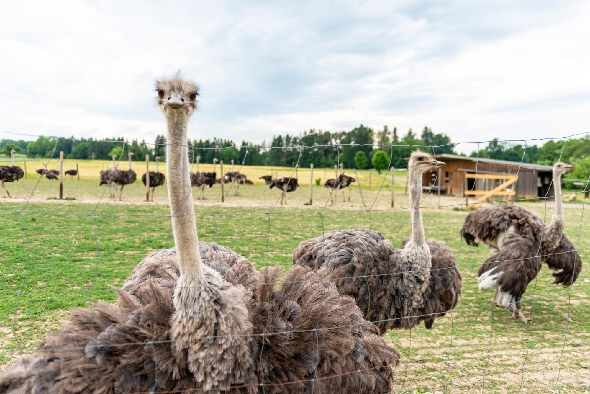 Beutenmuehle Straussenfarm Dach Owingen Dış mekan fotoğraf