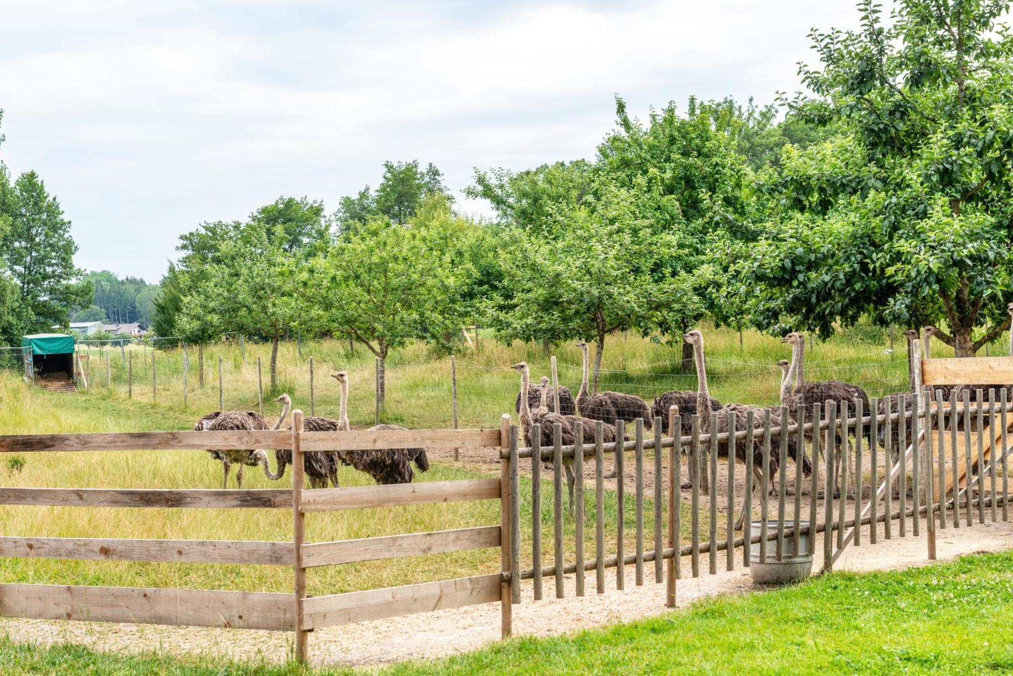 Beutenmuehle Straussenfarm Dach Owingen Dış mekan fotoğraf