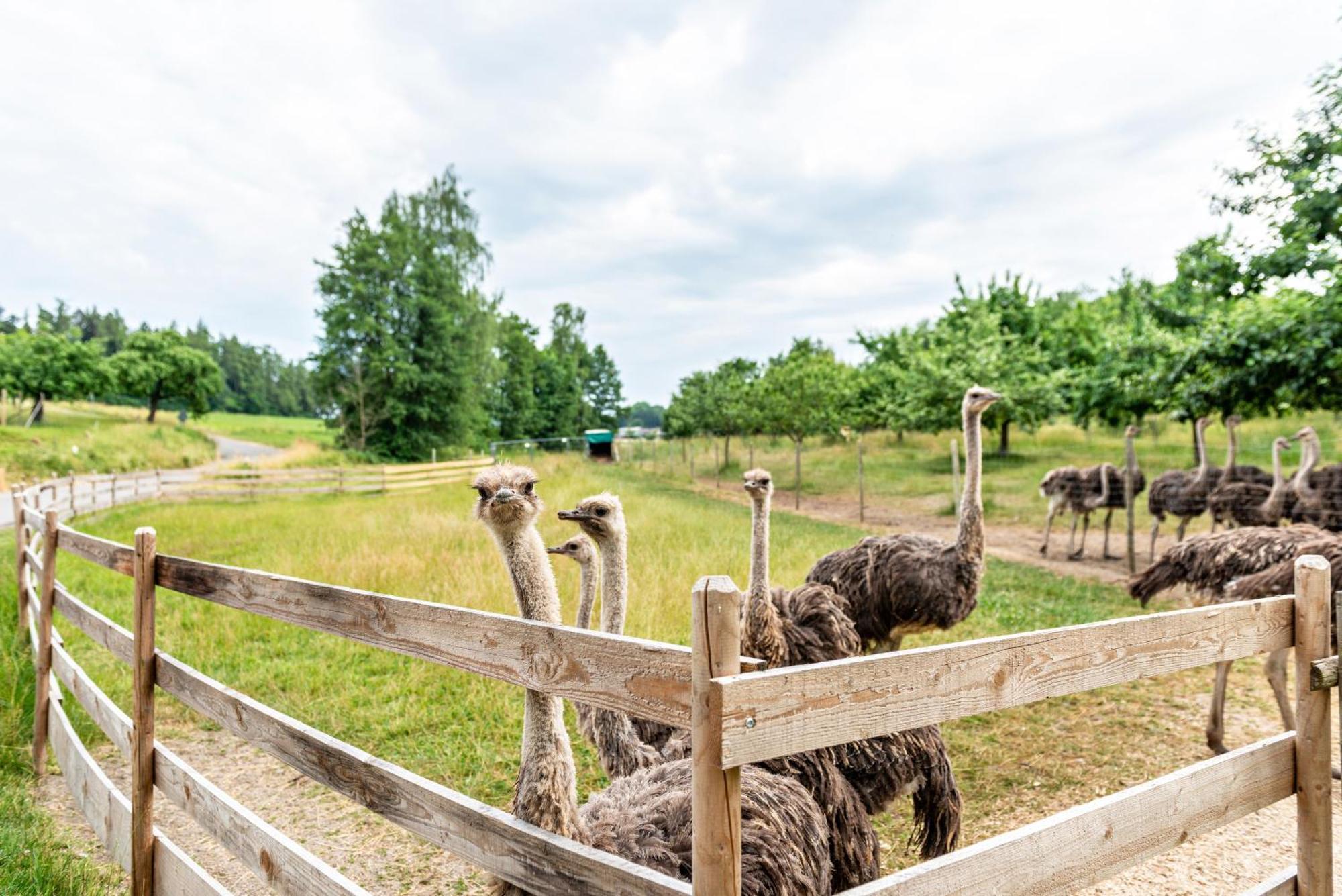 Beutenmuehle Straussenfarm Dach Owingen Dış mekan fotoğraf
